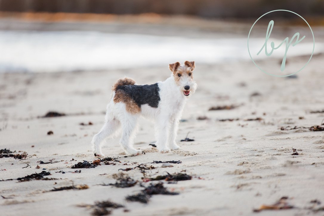 Harlow standing on the beach, looking out at the water